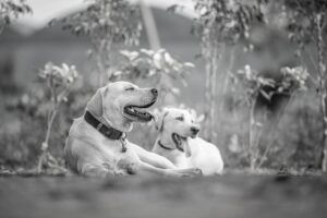 犬猫フードの違いは何？