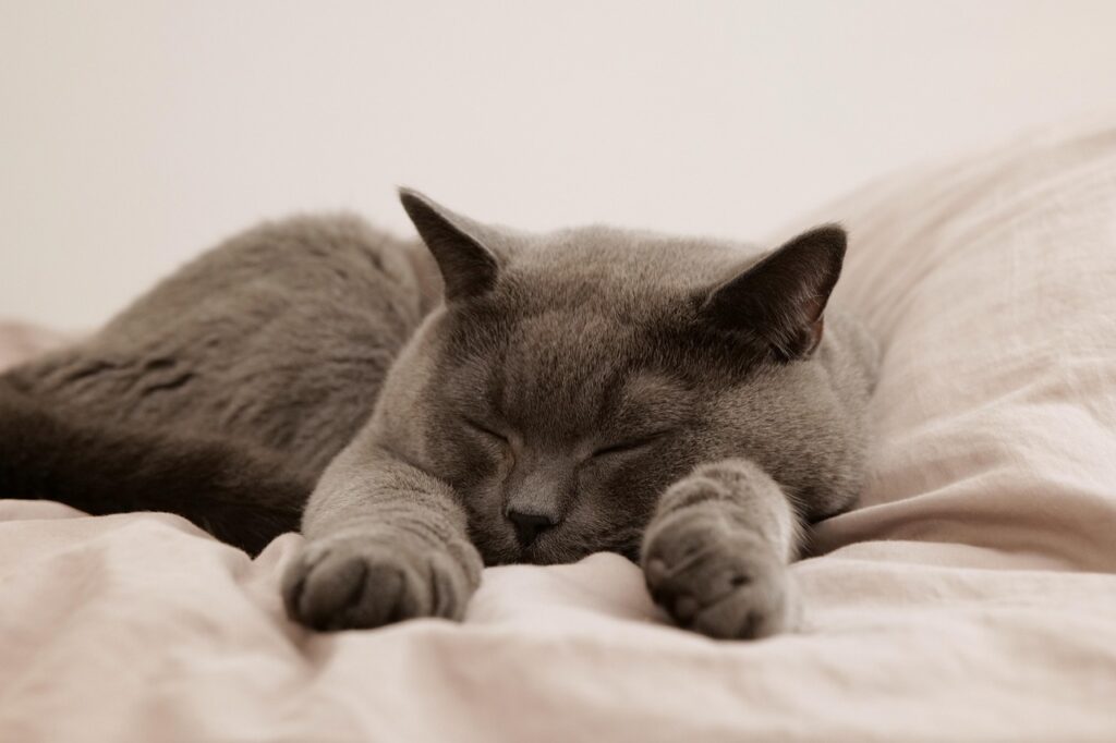 犬猫フードは本当におすすめしない？その理由と選び方を解説！