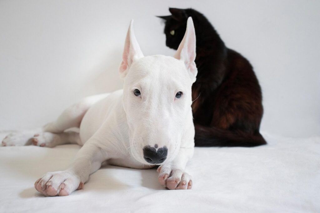 犬猫フードは本当に安全？あなたのペットを守るために知っておくべきポイントは？