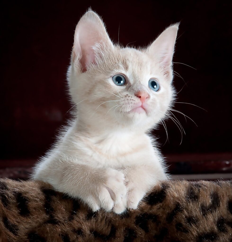 猫のフードは評判通り？選び方と失敗しないポイントを解説！