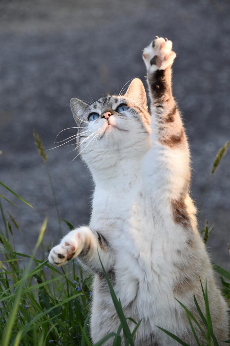 猫のフード成分はどう選ぶ？