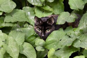 猫のフード選びで失敗しないためのポイントは？