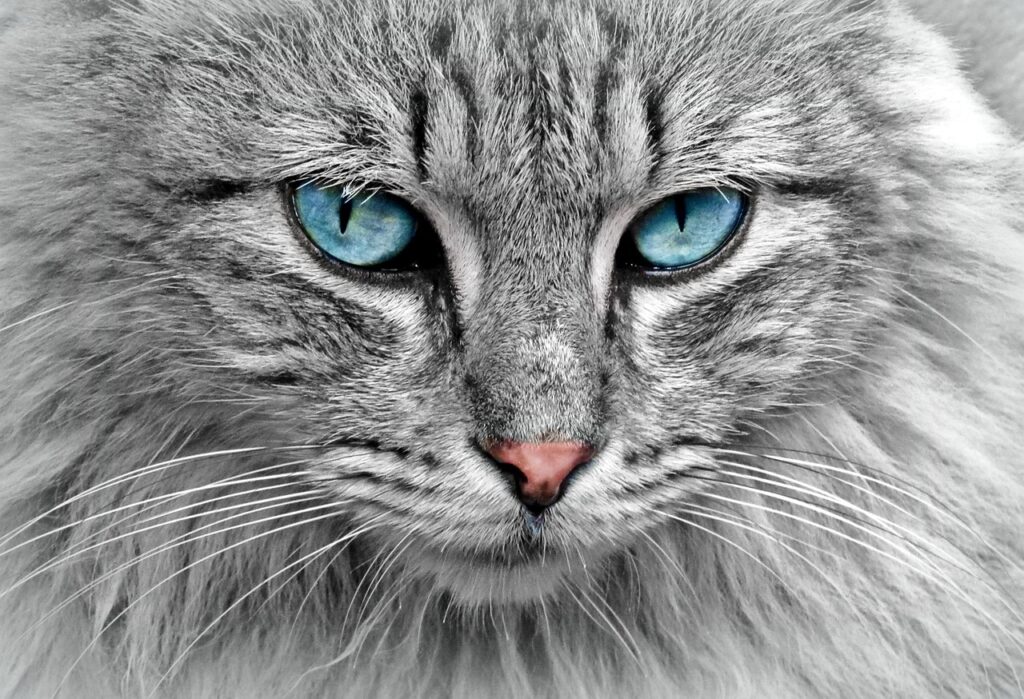 猫の保険は本当に必要？口コミから見る選び方と注意点は？