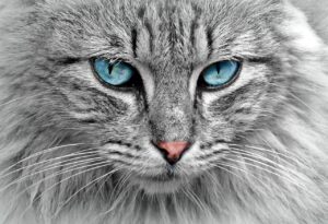 猫の保険は本当に必要？口コミから見る選び方と注意点は？