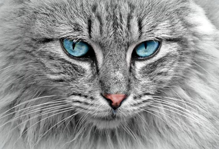 猫の保険は本当に必要？口コミから見る選び方と注意点は？