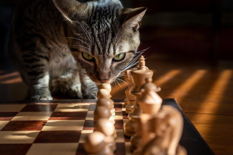 猫の保険を選ぶ際の注意点は？