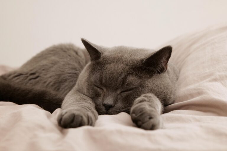 猫の保険料金はどれくらいかかる？