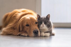 ペット保険で失敗しないための体験談はどこにある？