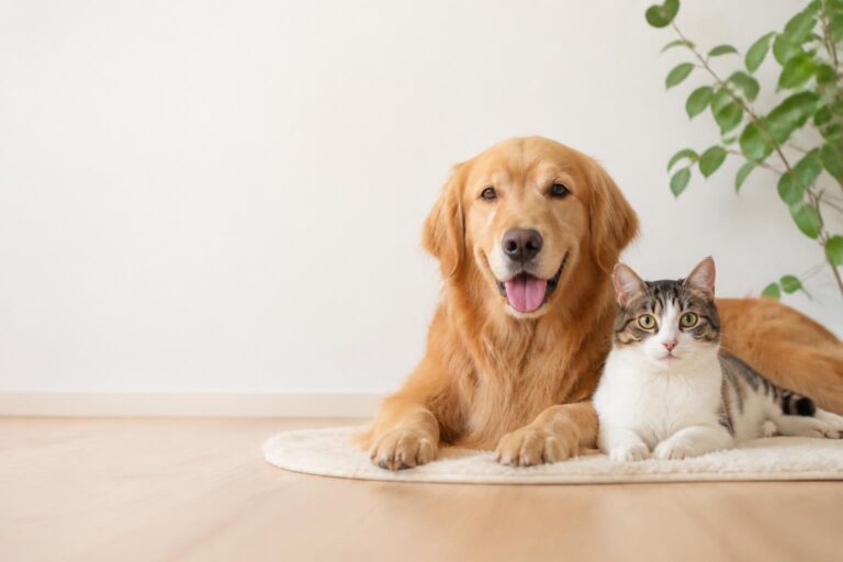 犬の留守番時間の目安はどのくらい？