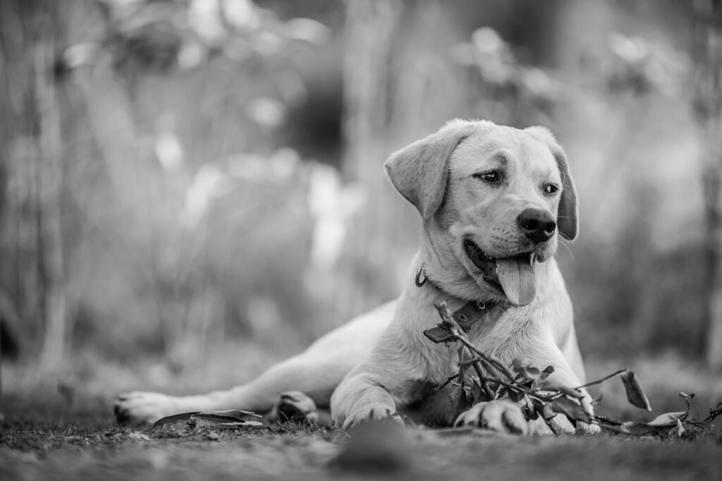 犬と猫のフード、評判は本当に信頼できる？
