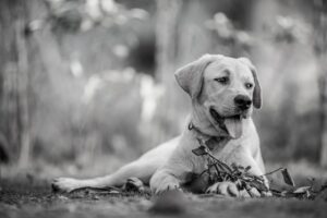 犬と猫のフード、評判は本当に信頼できる？
