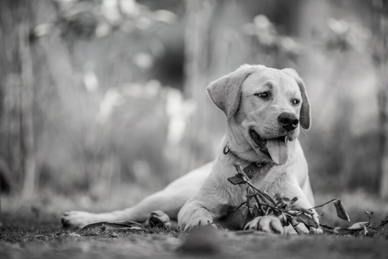 犬と猫のフード、評判は本当に信頼できる？