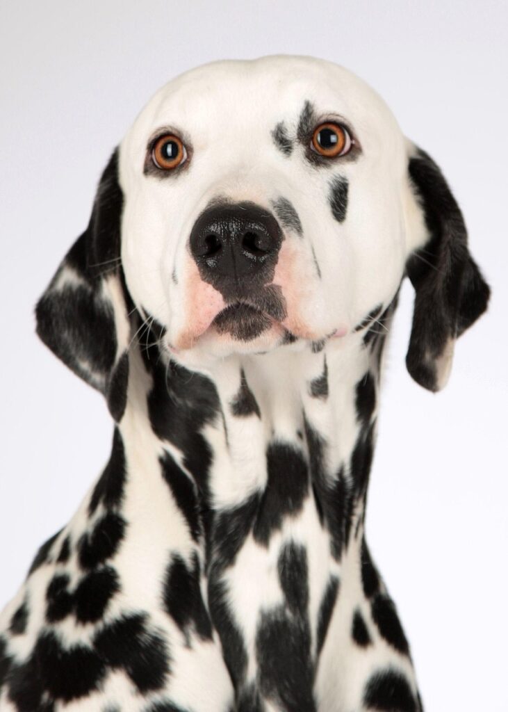 犬のフード相場はどれくらいが妥当？