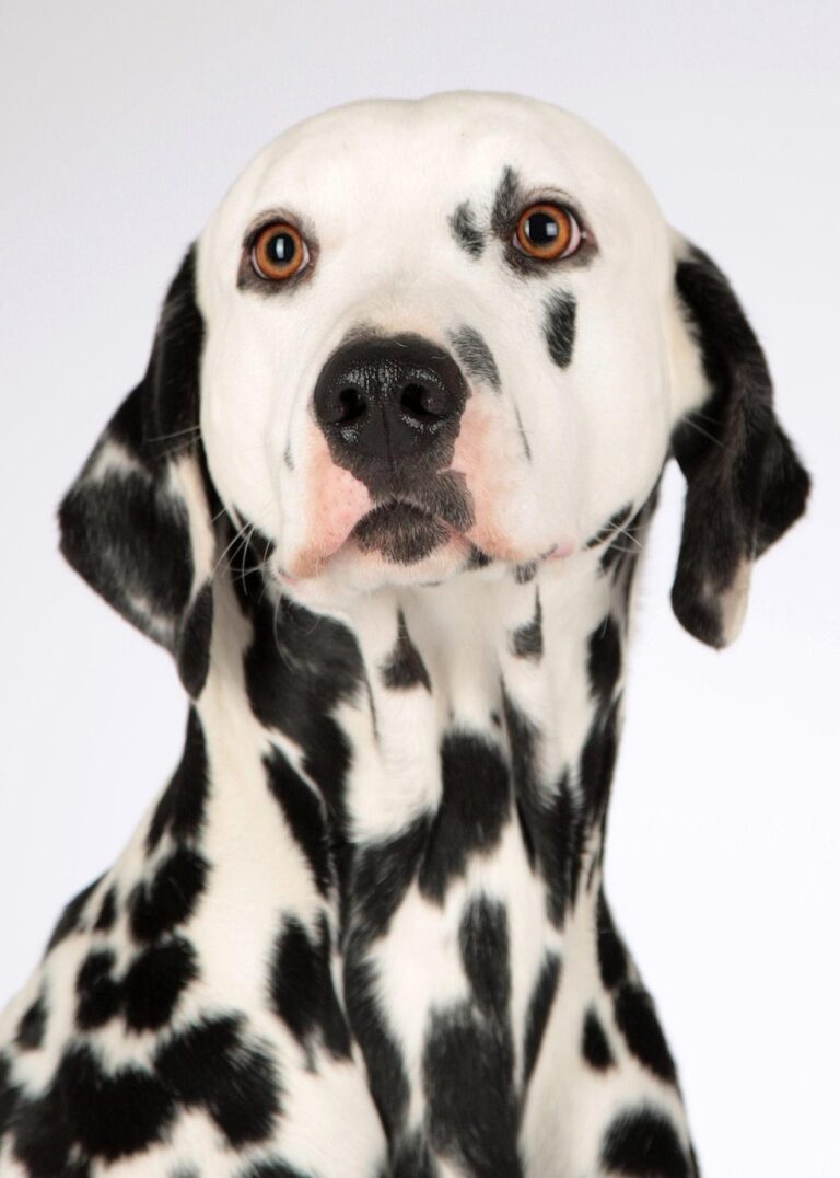 犬のフード相場はどれくらいが妥当？