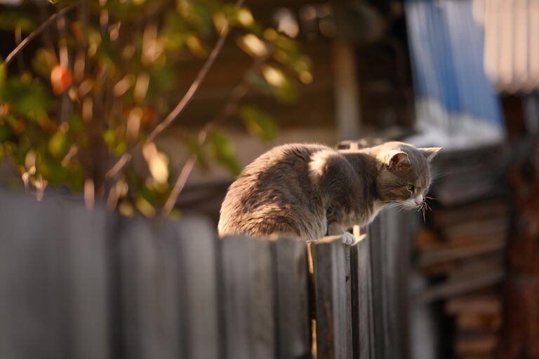 猫の保険は本当に必要性があるの？